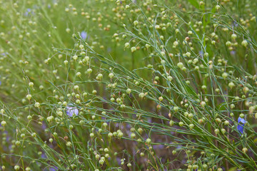 Beautiful blue flax flowers. Flax blossoms. Selective focus, close up. Agriculture, flax cultivation. Field of many flowering plants (linum usitatissimum). Linum blooms