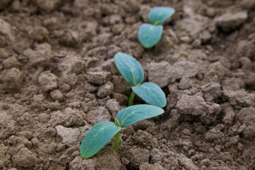 Cucumber seedlings, young sprouts growing outdoors. Cucumber sprouts in the field, seedlings in the farmer's garden, agriculture. Sprout in the ground. Cultivation of cucumber sprouts
