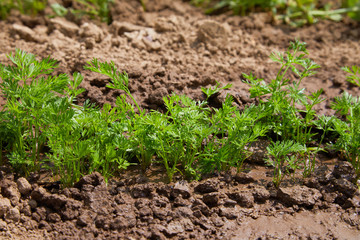 vegetable beds baby carrots in the garden in summer. rows of green carrot sprouts in shallow DOF. Carrots on garden ground. Carrot harvest season in the garden