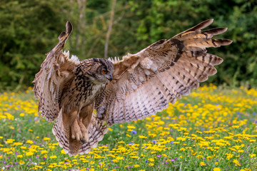 Eagle owl  (Bubo bubo)