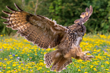 Eagle owl  (Bubo bubo)