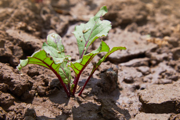 Leaf of beet root. Fresh green leaves of beetroot or beet root seedling. Row of green young beet leaves growth in organic farm. Closeup beetroot leaves growing on garden bed. Field of beetroot foliage