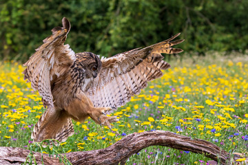 Eagle owl  (Bubo bubo)