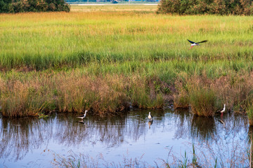 Cavalieri d'Italia nella valle di Comacchio, Italia