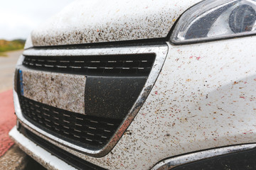 Insects crashed against a white car