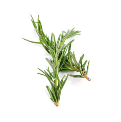 Rosemary isolated on white background