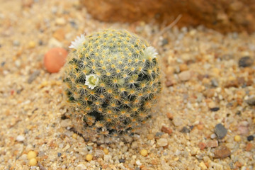 Fototapeta na wymiar cactus in sand and stone, mammillaria schiedeana