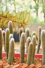 cactus in sand and stone, espostoa churinensis