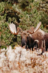 Male moose with impressive antler
