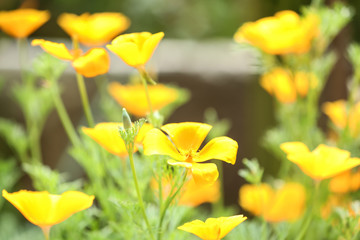 Beautiful spring flowers in garden on sunny day