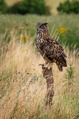 Eagle owl  (Bubo bubo) perched