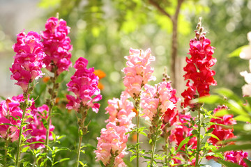 Obraz premium Beautiful spring flowers in garden on sunny day