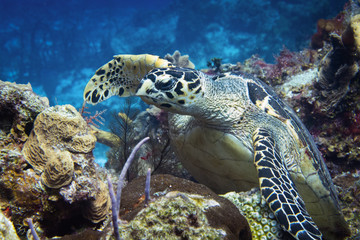 Hawksbill turtle, Cozumel, Mexico