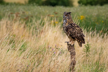 Eagle owl  (Bubo bubo) perched
