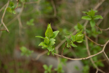 branch of tree in macro