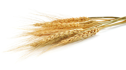 Ears of wheat on isolated white background