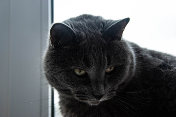 british cat on the window sill