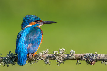 kingfisher (Alcedo atthis)
