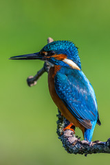 kingfisher (Alcedo atthis)