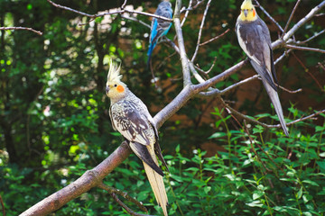 Colorful bird in the tree