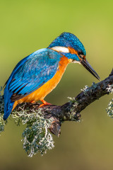 kingfisher (Alcedo atthis)