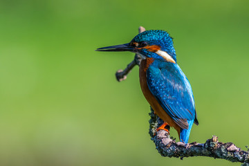 kingfisher (Alcedo atthis)