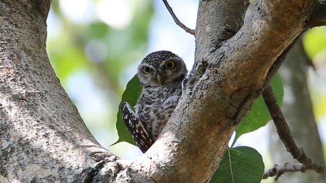 Spotted owlet on tree in park.