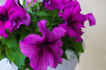 Bouquet of purple petunias in a flower pot.