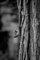 Obraz premium SQUIRREL IN A TREE