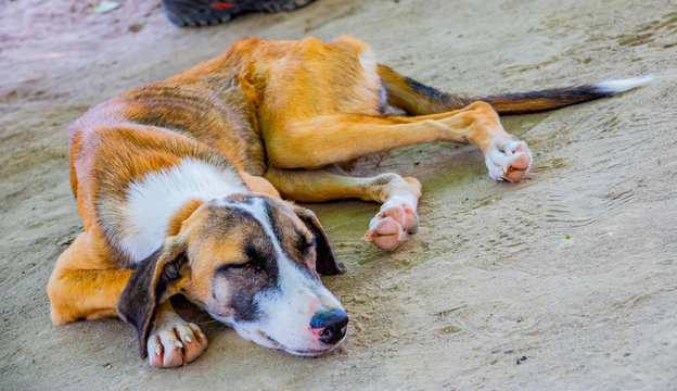 Schlafender Hund im Sand. Beagle Harrier