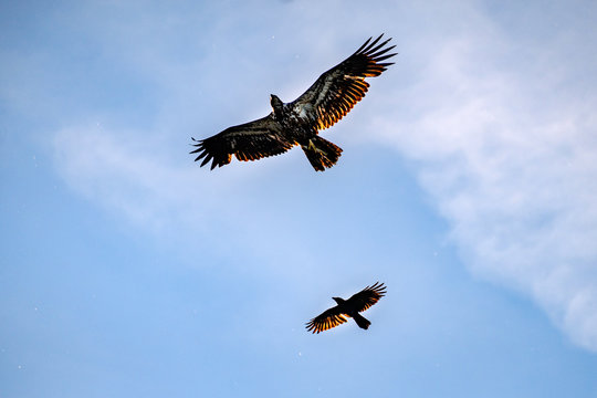 A crow flies alongside of a juvenile bald eagle