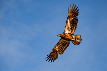 A juvenile bald eagle soars through the sky as the sun sets