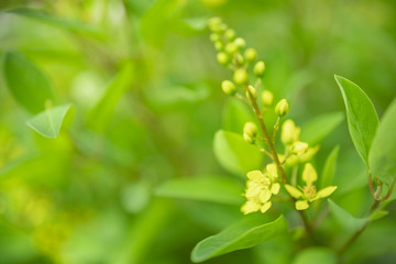 Close up of beautiful little yellow flower with green leaf and blurred greenery nature background.