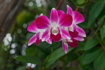 Bright pink orchid in a tropical garden