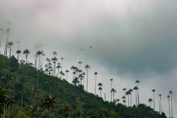 thick fog over a dark palm jungle in the andes of the cocora valley, salento colombia