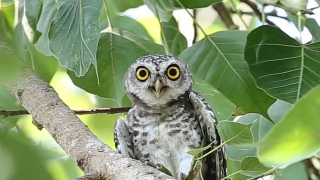 Spotted owlet on tree in park.