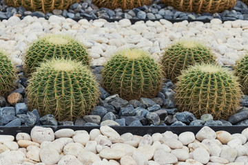 Cacti of unusual shape in a tropical garden