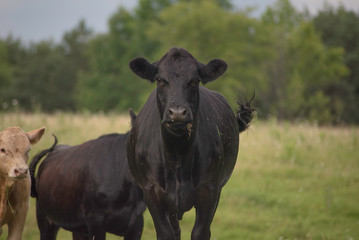 COW IN A FIELD