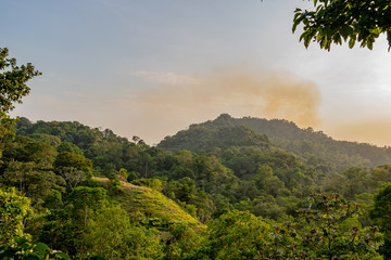 Saftig grünes Blätterdach vom Regenwald bei Sonnenuntergang