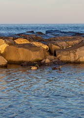 Oceangoing ducks at sunset.