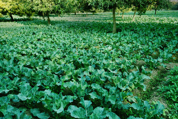Cabbage agriculture field