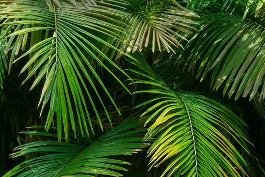 Nature image of green leaves of Palm tree.
