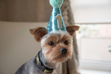 YORKIE TURNS ONE