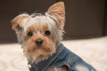 YORKIE PUPPY IN A JEAN JACKET
