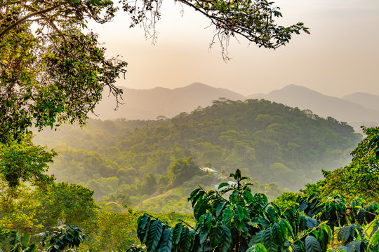 Saftig grünes Blätterdach vom wunderschönen tropischen Regenwald im Küstengebirge Nord Kolumbiens bei Sonnenuntergang	