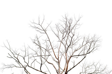 Dry twigs, dry trees on a white background Object concept