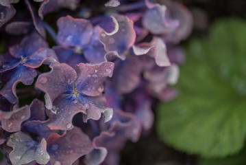 HYDRANGEA FLOWER