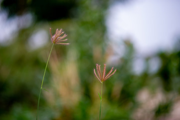 Grass flowers that occur naturally in the rainy season Fertile