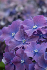 PURPLE HYDRANGEA