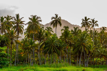 Fototapeta na wymiar lush green palm forest